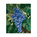 PANNO 1-12061 панно виноград