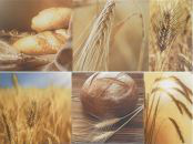 SET TRIGO декор2