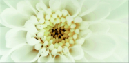 DIAGO BEIGE INSERTO FLOWER B декор