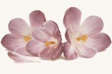 CASABLANCA  FLOWER декор